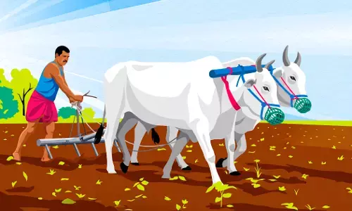 Bad Monsoon, No Safety Net: India’s Farmers Are Running Out Of Relief Bad Monsoon, No Safety Net: India’s Farmers Are Running Out Of Relief